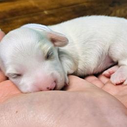 Piper Jo - Cream female Dachshund puppy in Mayport, Pennsylvania from Debbie's Dachshunds
