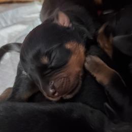 Rottweiler Puppies from Emperor Rottweilers