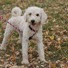 Jack Russell Terriers, Parson Russell Terriers, Poodles, and Whoodles from Blue Skies Terriers