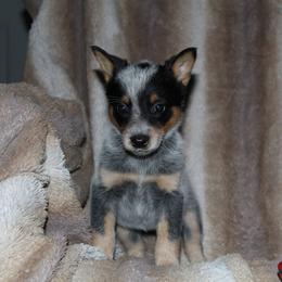 Nyx - Blue female Australian Cattle Dog puppy in Colbert, Oklahoma from LoveAHeeler