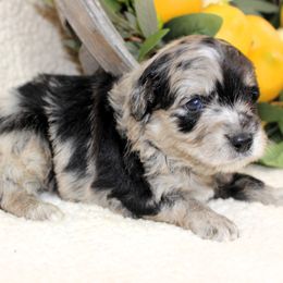 Skye - Blue merle female Aussiedoodle puppy in Stokesdale, North Carolina from His and Hers Poodles and Doodles