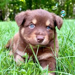 Boy 3 - Red tri male Miniature Australian Shepherd puppy in Turner, Maine from Bear Pond Aussies / Leonbergers of Maine