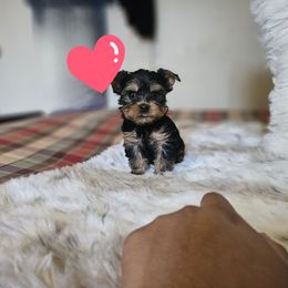 Trad 2 - Black and gold male Yorkshire Terrier puppy in Portland, Oregon from Mama & I Yorkshire's