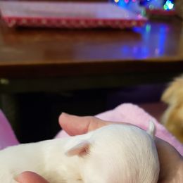 Chihuahua Puppies from Toyville Chihuahuas