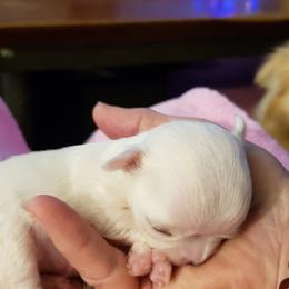 Chihuahua Puppies from Toyville Chihuahuas