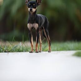 Freddie - Black and tan male Russian Toy puppy in Citrus Heights, California from Domik of love