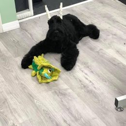 Giant Schnauzer Puppies from Elegy Kennels