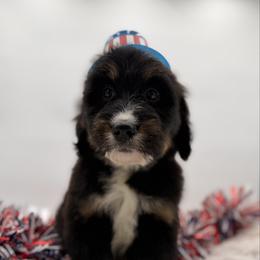 Yosemite - Tri-color male Bernedoodle puppy in Ocala, Florida from Bernedoodles of Florida
