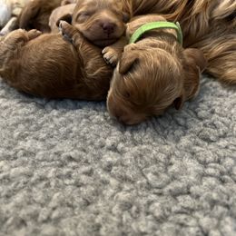 "Girls ready to go home February 2023" Goldendoodle Puppies from Missoula Family Goldendoodles