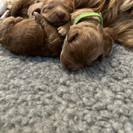 "Girls ready to go home February 2023" Goldendoodle Puppies from Missoula Family Goldendoodles