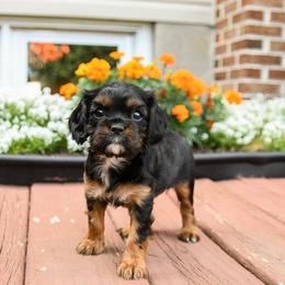 Brynnleigh - Black and tan female Cavalier King Charles Spaniel puppy in West Sacramento, California from Autumn Nightz Cavaliers