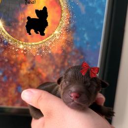 Yorkshire Terrier puppies from Alabama Yorkies of the South (Sierra’s Yorkshire Terrier Babies)