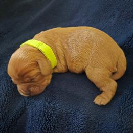 Lucky - Ruby female Cavalier King Charles Spaniel puppy in Sunny Valley, Oregon from Sunny Valley Cavaliers