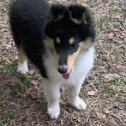 Collie Puppies from Costello Farm