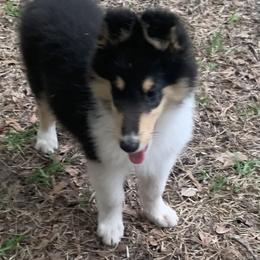 Collie Puppies from Costello Farm