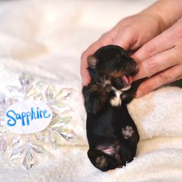 Sapphire Shine - Black and tan female Yorkshire Terrier puppy in Coeur D Alene, Idaho from Cozy Coeur Yorkies