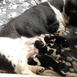 Basset Hound Puppies from Calabria Basset Hounds