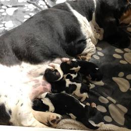 Basset Hound Puppies from Calabria Basset Hounds