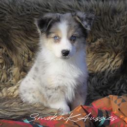 Bo Peep - Blue merle female Australian Shepherd puppy in Grapeland, Texas from Smokin K Aussies