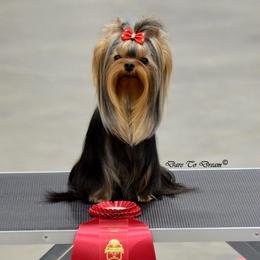 Forty - Yorkshire Terrier