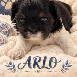 Arlo - Black and white male Shih Tzu puppy in Montgomery, Texas from Furbourne Farm