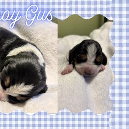 Basset Hound Puppies from Tiny Acre Cattle Co
