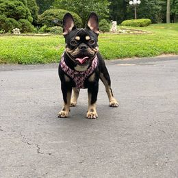 Girl 1 - Tricolors French Bulldog puppy in New Jersey from Couture_frenchies