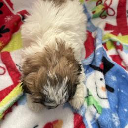 Sophia - Black gold and white female Shih Tzu puppy in Jasper, Indiana from Jacob’s Spoiled Shih Tzu