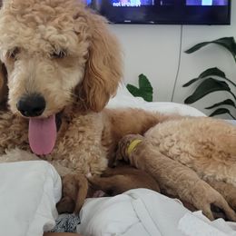 French Bulldog and Goldendoodle Puppies from Good Vibes Puppies