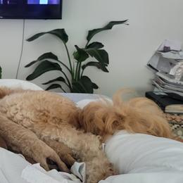 French Bulldog and Goldendoodle Puppies from Good Vibes Puppies