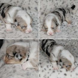 American Corgi Puppies from Cold Creek Family Farm LLC