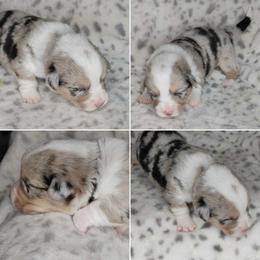 American Corgi Puppies from Cold Creek Family Farm LLC