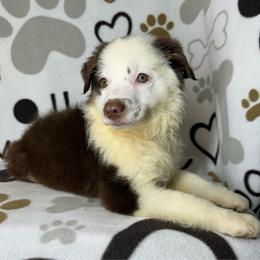 Rocky - Red tri male Miniature Australian Shepherd puppy in Hokes Bluff, Alabama from Alegria Toy Aussies