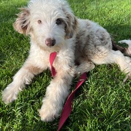 Muffin - Red merle Aussiedoodle puppy in Seattle, Washington from Clemleth Aussiedoodles