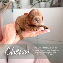 Chewy - Red male Bernedoodle puppy in South Jordan, Utah from Wonderful World Doodles