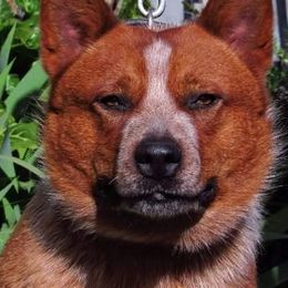 Australian Cattle Dogs from Reaver Australian Cattle Dogs