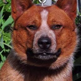 Australian Cattle Dogs from Reaver Australian Cattle Dogs