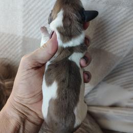 Girl 2 - Piebald female Dachshund puppy in Clayton, Indiana from Love Struck Miniature Dachshunds