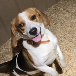 Tracker - Beagle