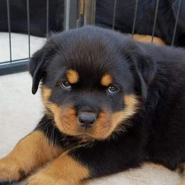 Rottweiler Puppies from Gottlïchen Rottweilers