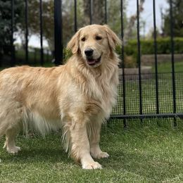 Golden Retrievers from Golden Paws Family