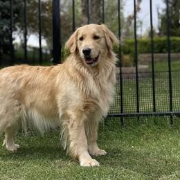 Golden Retrievers from Golden Paws Family