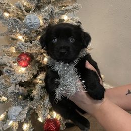 Edith - Black & white female Miniature Australian Shepherd puppy in Brenham, Texas from Stone N Rose Kennels