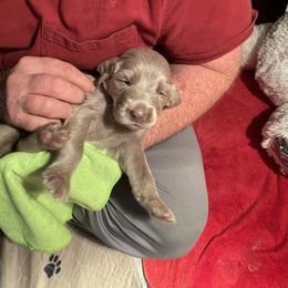 Male 2 Orange - Long Haired Weimaraner puppy in Connersville, Indiana from Treaty Line Long Haired Weimaraners