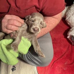 Male 2 Orange - Long Haired Weimaraner puppy in Connersville, Indiana from Treaty Line Long Haired Weimaraners