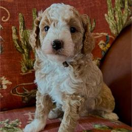 Oliver - Cream male Poodle puppy in Lance Creek, Wyoming from CK Poodles LLC