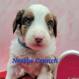 Nestle Crunch - Brown merle male Aussiedoodle puppy in Boonville, North Carolina from Branch Creek kennels