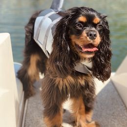 Cavalier King Charles Spaniel All Grown Up from Cavi Love