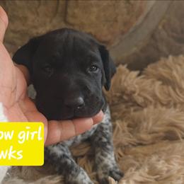 Yellow girl - Black roan female German Shorthaired Pointer puppy in Dahlonega, Georgia from Pointer Mountain Bird Dogs