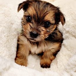 Yorkipoos from Yorkie Poo and You